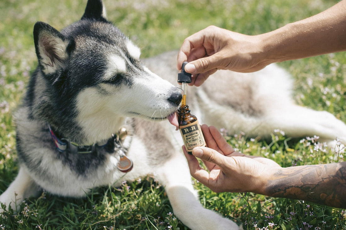 El CBD en Medicina Veterinaria: Beneficios para el Bienestar de Perros y Gatos