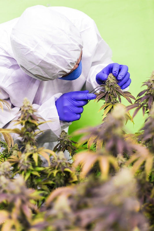 Beneficios del CBD
